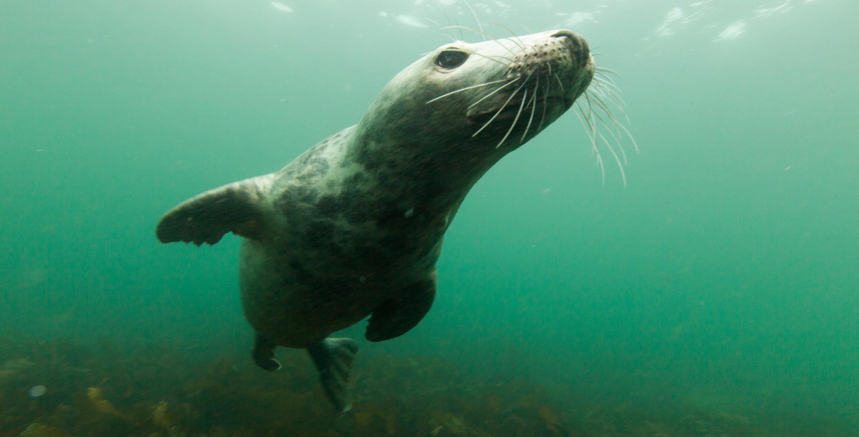 Zone protégée depuis 1945, les îles de Farnes abritent une colonie particulièrement importante de phoques (Phoca vitulina) – Angleterre