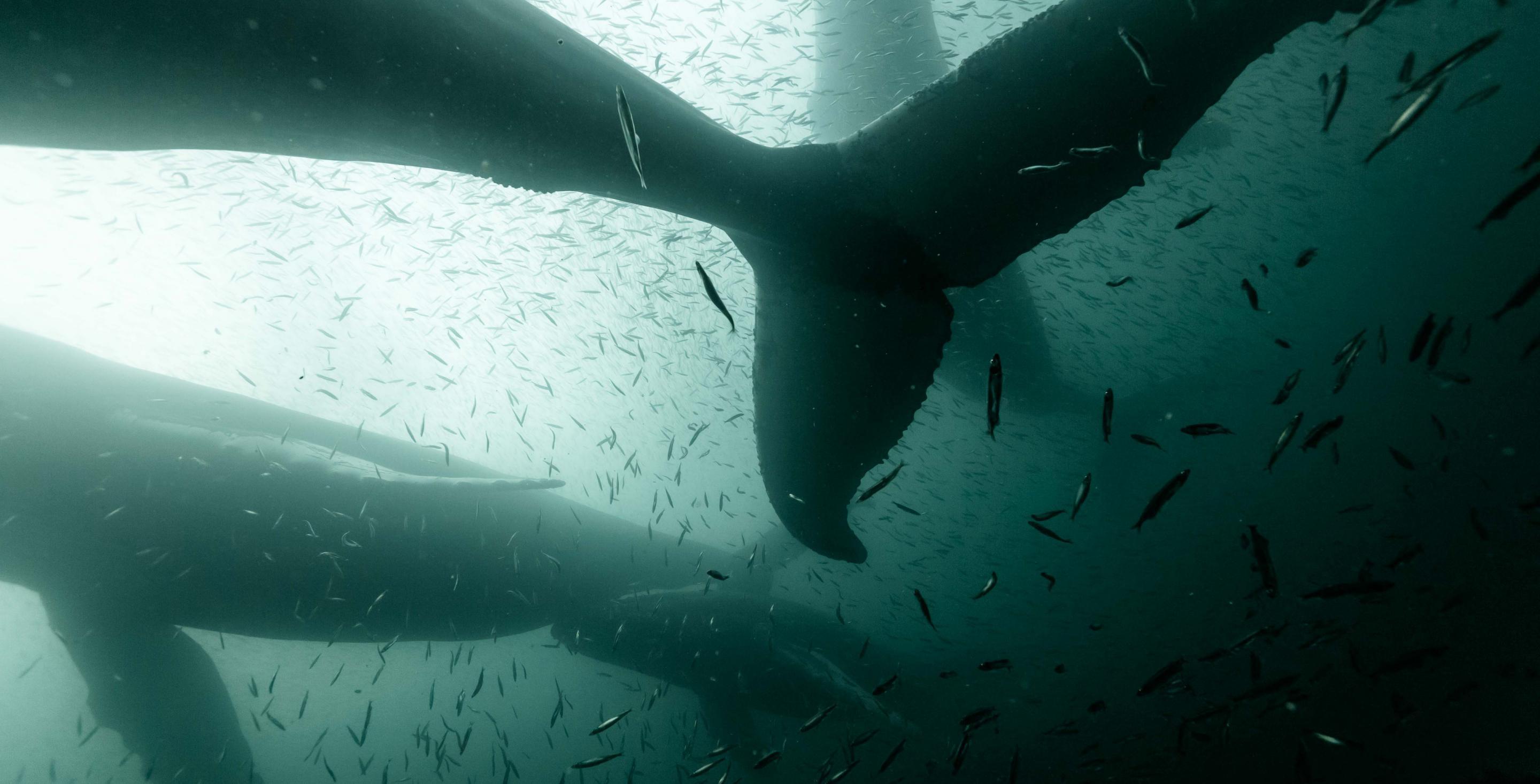 Les baleines remontent les côtes des états Unis en se nourrissant de capelans - Terre Neuve – Canada