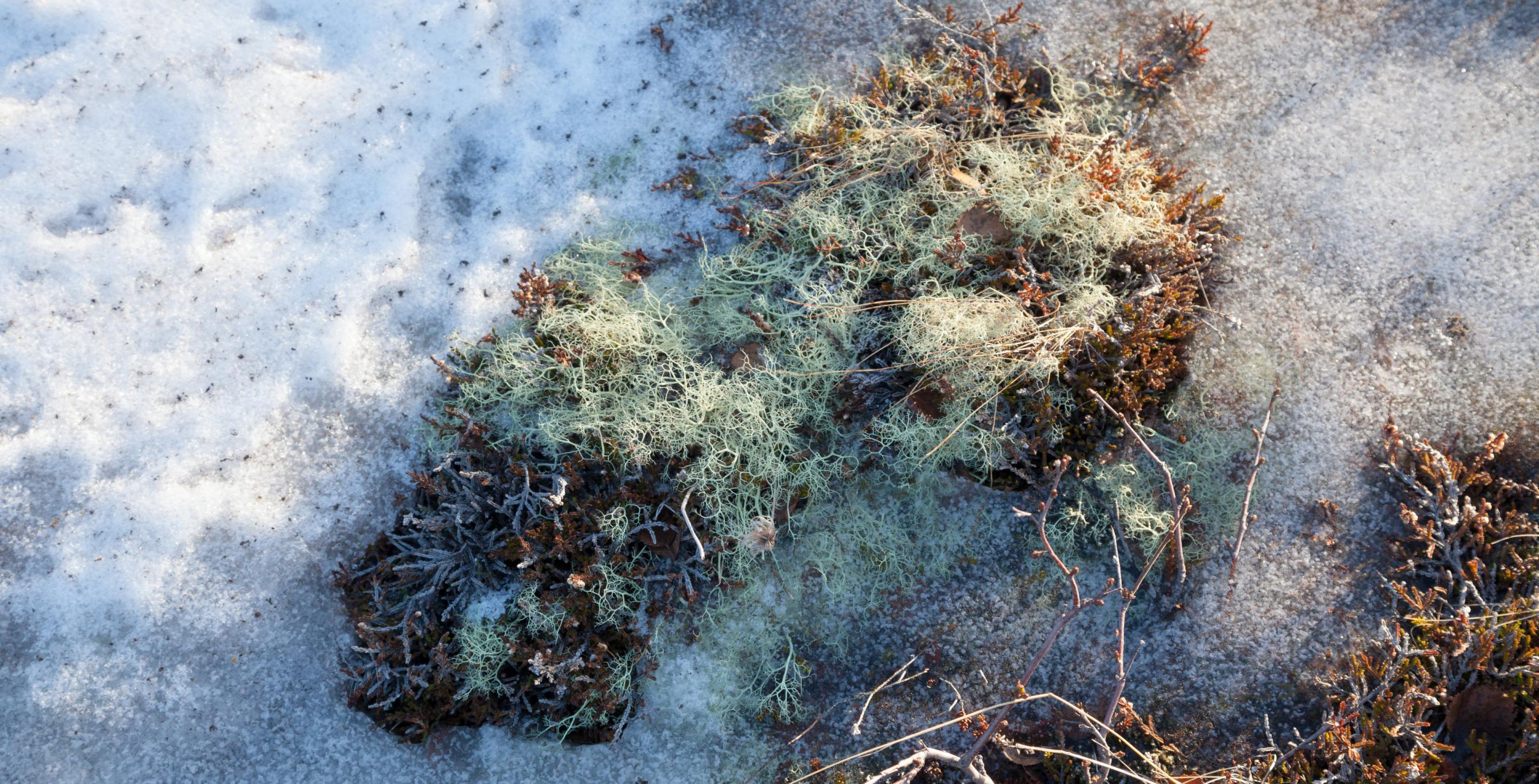 Détail de glace et de lichens - Région de Mývatn – Islande