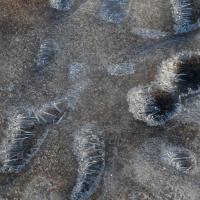 Détail de glace et de cailloux - Région de Mývatn - Islande