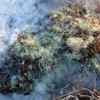 Détail de glace et de lichens - Région de Mývatn - Islande