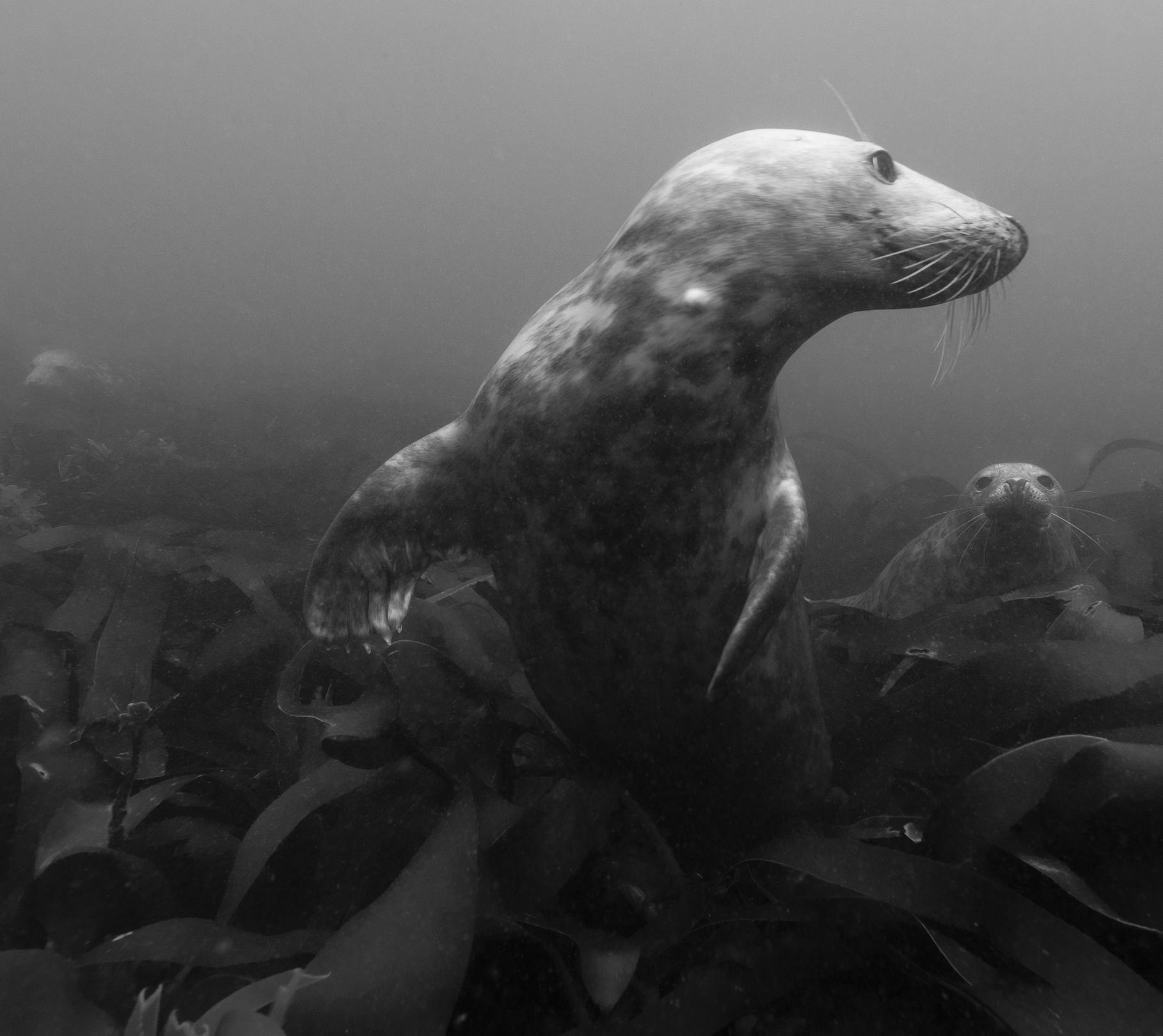 Phoques de l'archipel des iles Farne - Angleterre