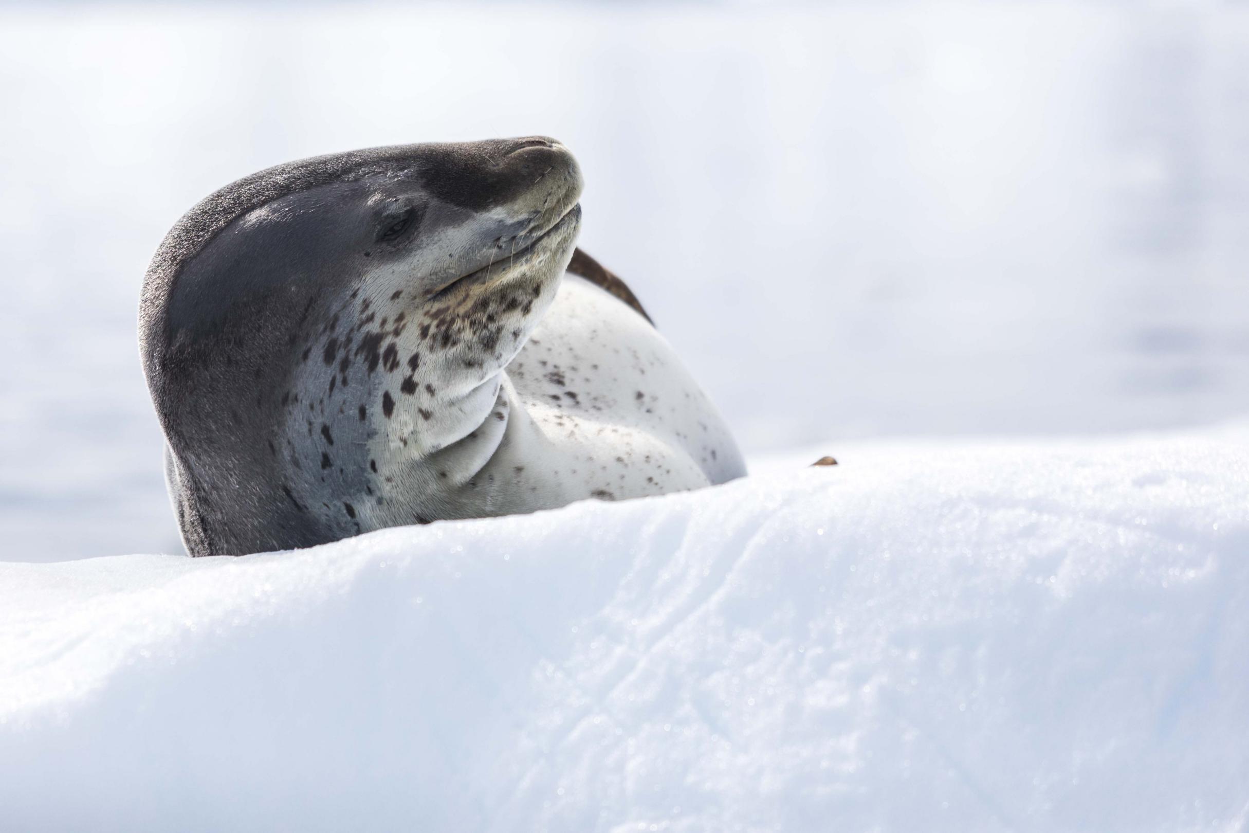 Léopard de mer sur la glace - Péninsule Antarctique