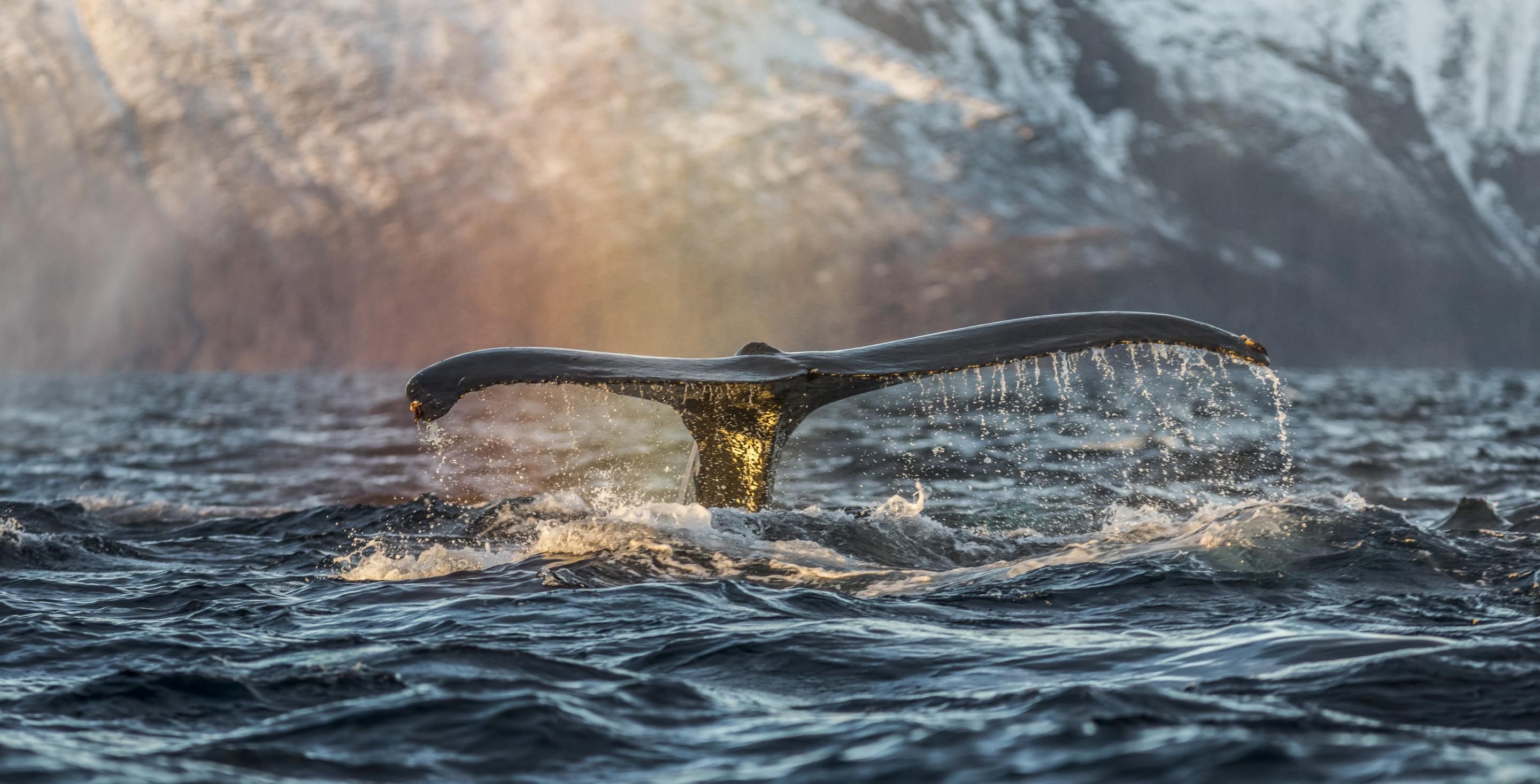 Baleine à bosse - Fjord de Lyngen - Skjervøy – Norvège