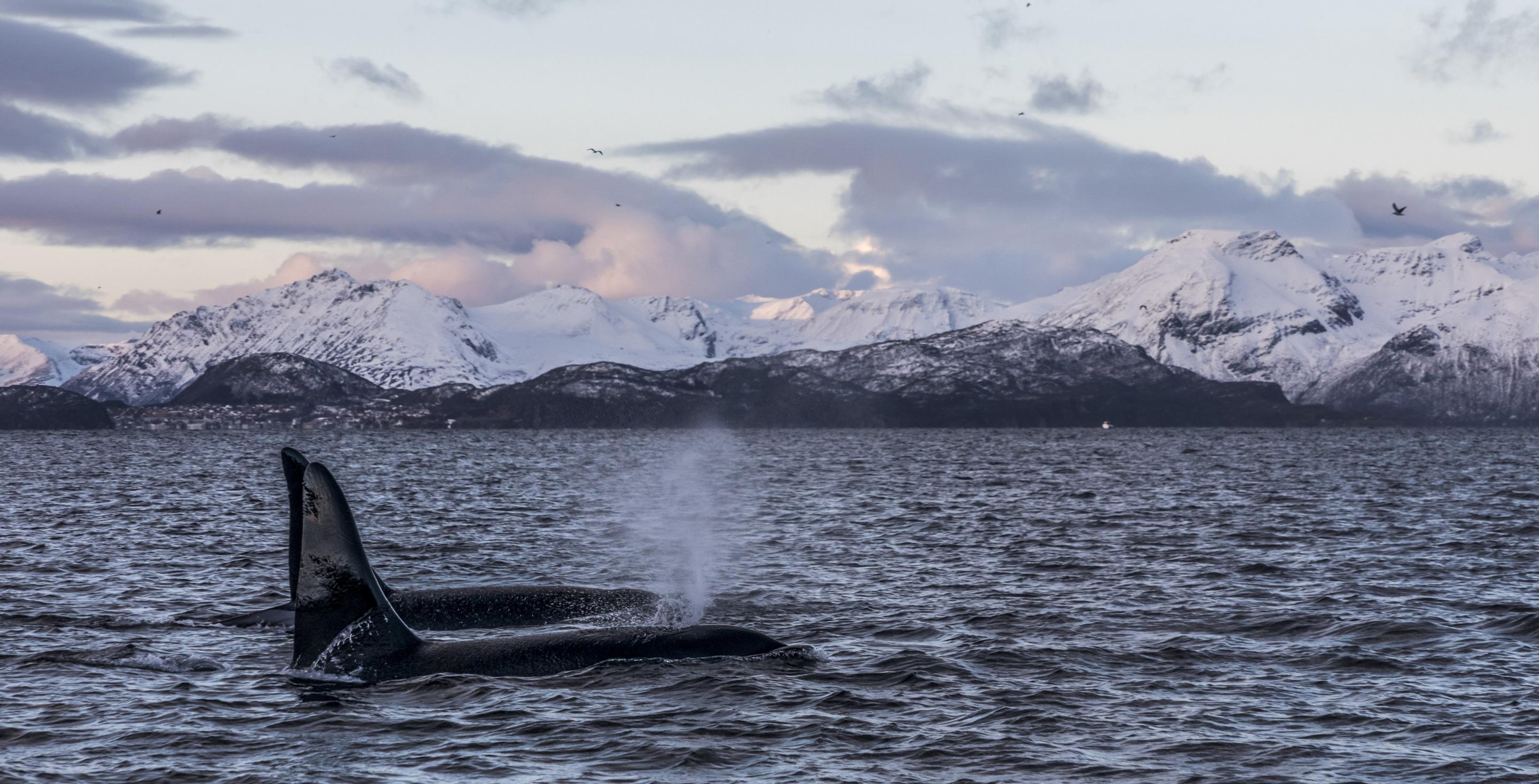 Orques - Fjord de Lyngen - Skjervøy – Norvège