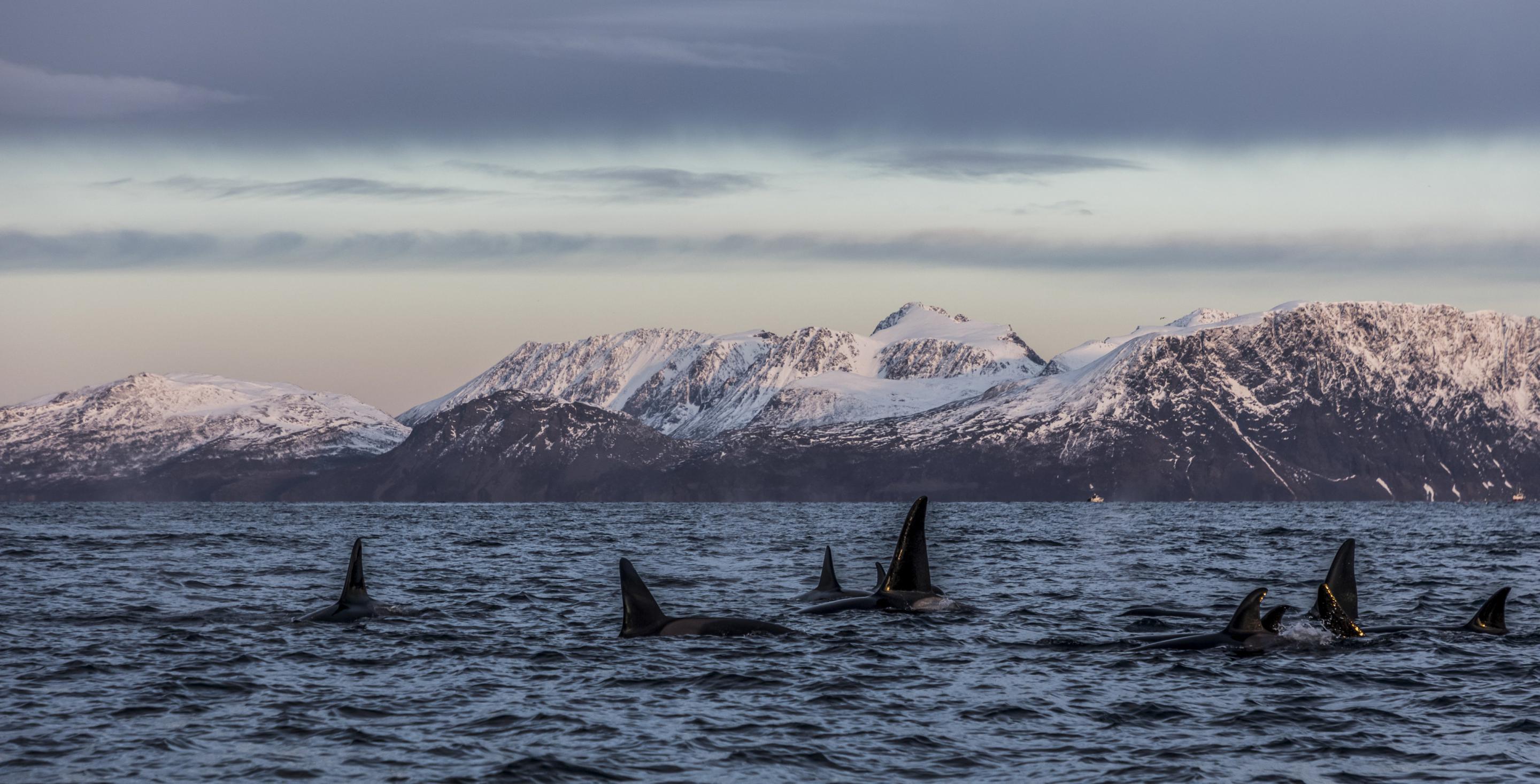 Orques - Fjord de Lyngen - Skjervøy – Norvège