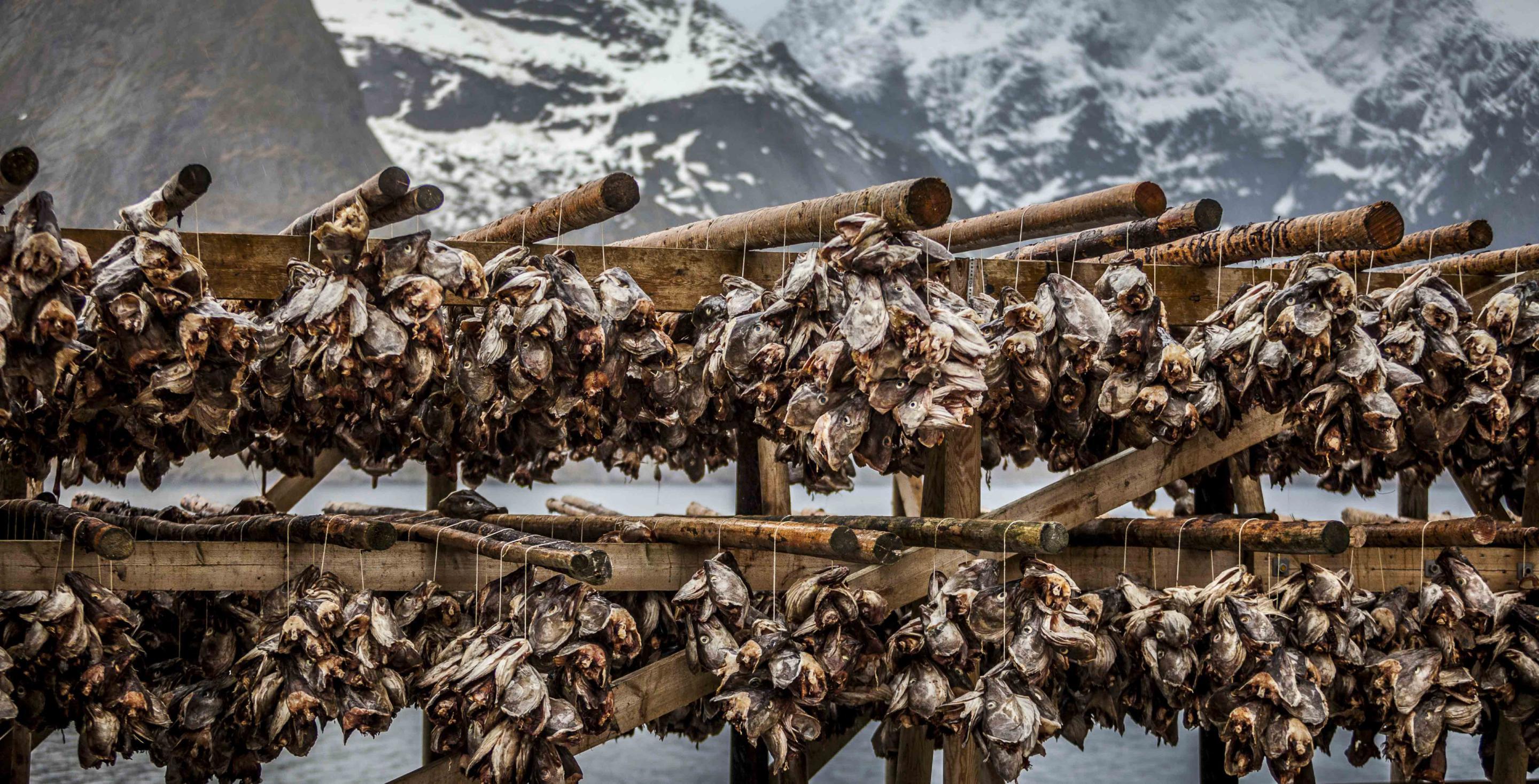 Séchoirs de morues - Iles Lofoten – Norvège