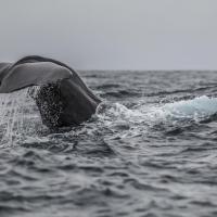 Cachalot - mer de Norvège - Andenes – Norvège
