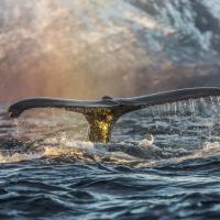 Baleine à bosse - Fjord de Lyngen - Skjervøy – Norvège
