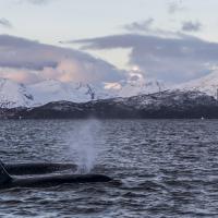 Orques - Fjord de Lyngen - Skjervøy – Norvège