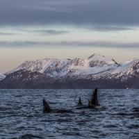 Orques - Fjord de Lyngen - Skjervøy – Norvège