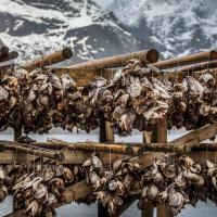 Séchoirs de morues - Iles Lofoten – Norvège
