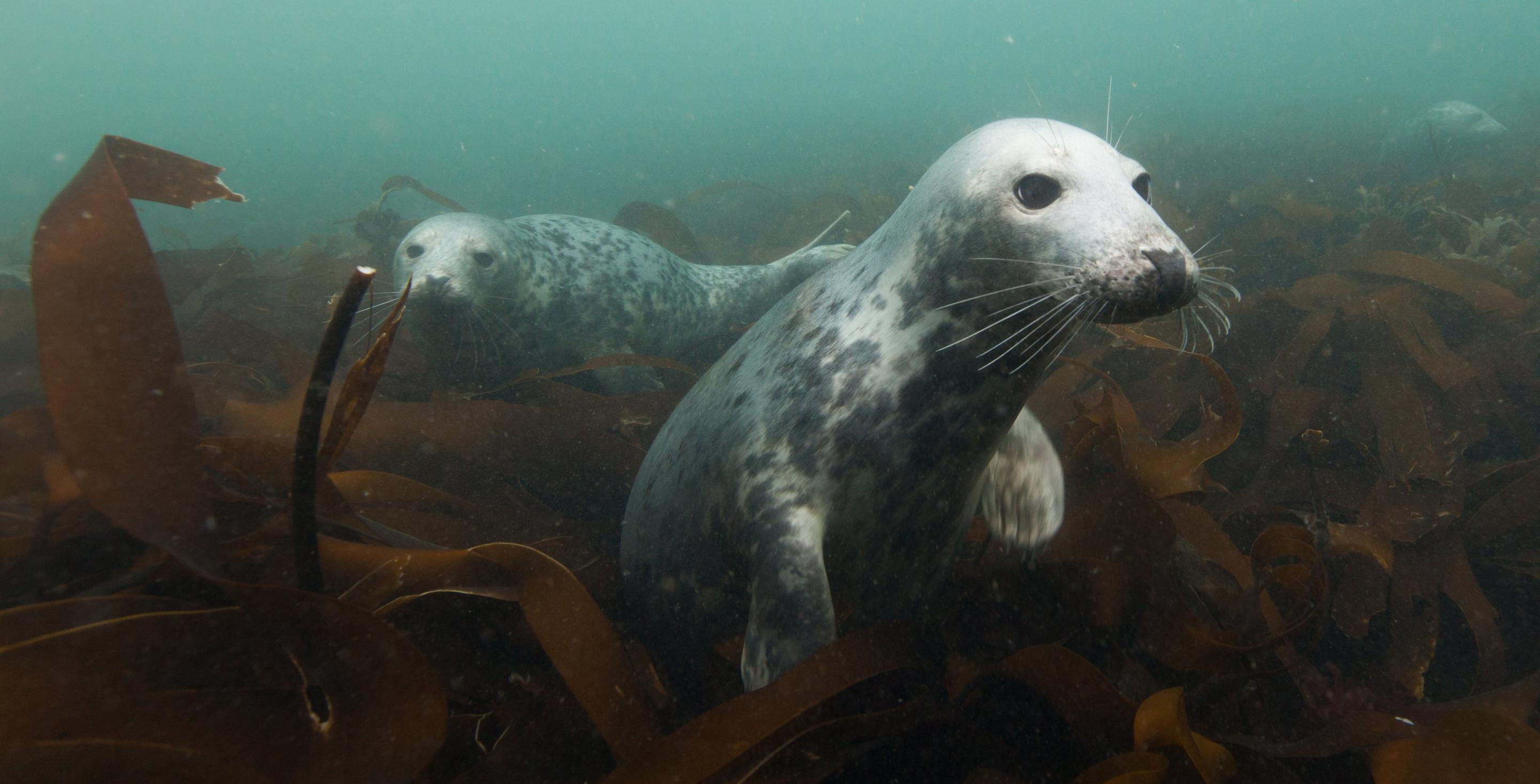 Plongée avec les phoques - Zone protégée depuis 1945, les îles de Farnes abritent une colonie particulièrement importante de phoques (Phoca vitulina) - Angleterre
