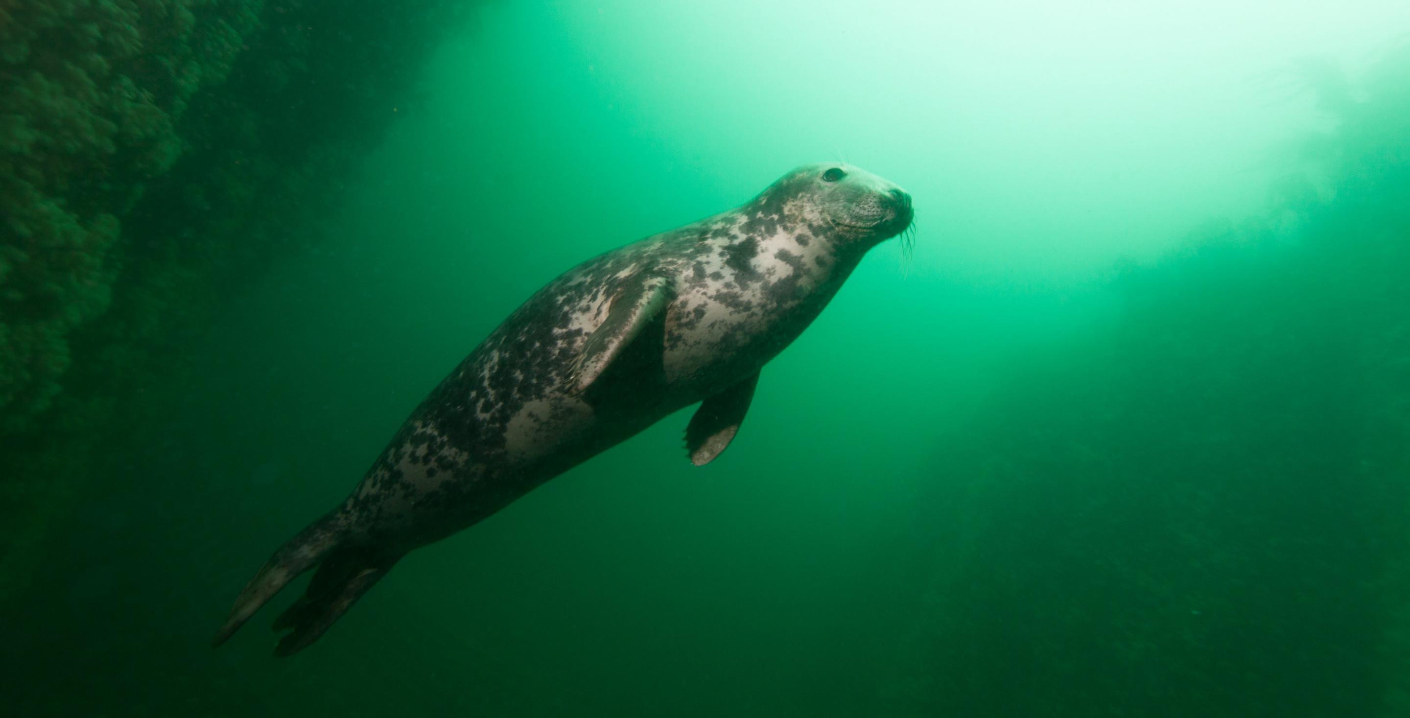 Zone protégée depuis 1945, les îles de Farnes abritent une colonie particulièrement importante de phoques (Phoca vitulina) - Plongée avec les phoques – Angleterre
