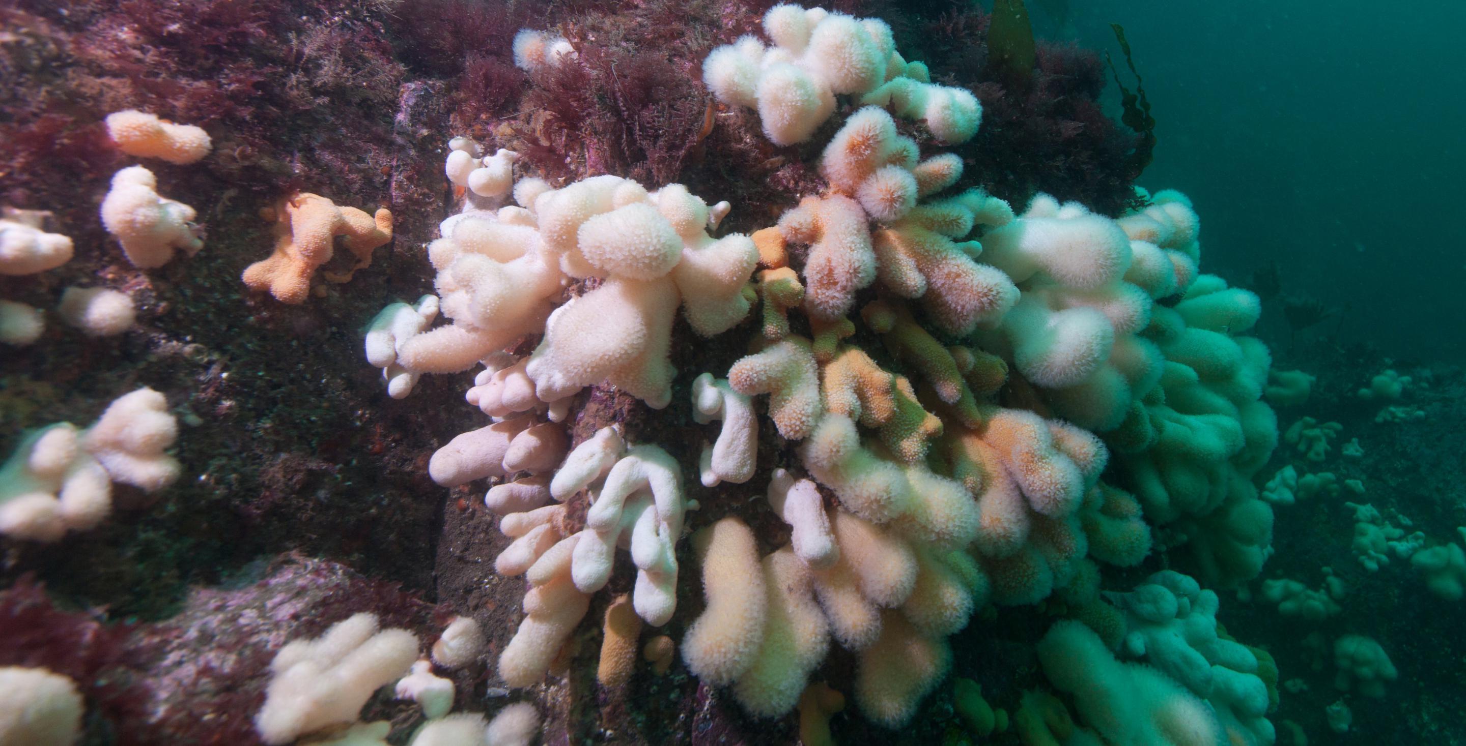 La plongée en eau froide est particulièrement colorée.