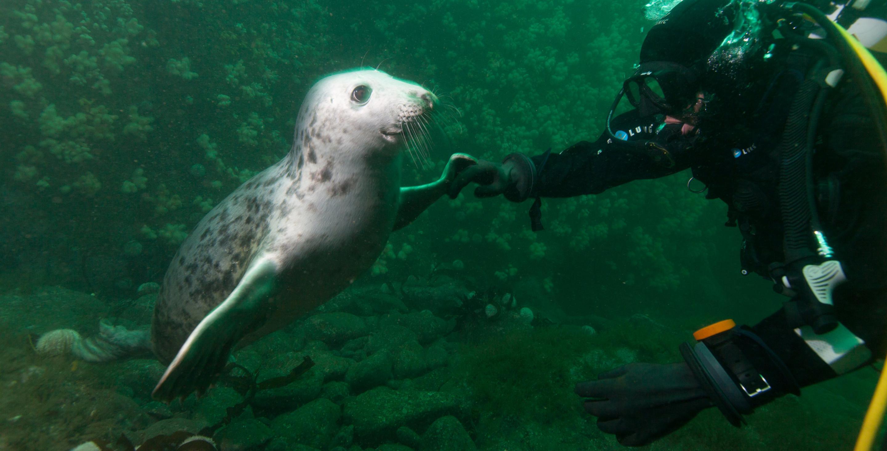 Plongée aux iles de Farne avec les phoques - Zone protégée depuis 1945, les îles de Farnes abritent une colonie particulièrement importante de phoques (Phoca vitulina)