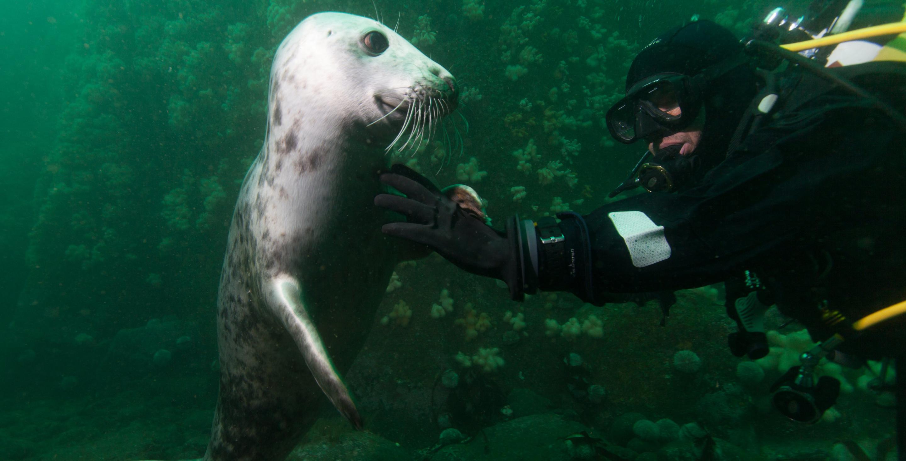 Plongée avec les phoques de cette zone protégée depuis 1945 : les îles de Farnes abritent une colonie particulièrement importante de phoques (Phoca vitulina) - Angleterre