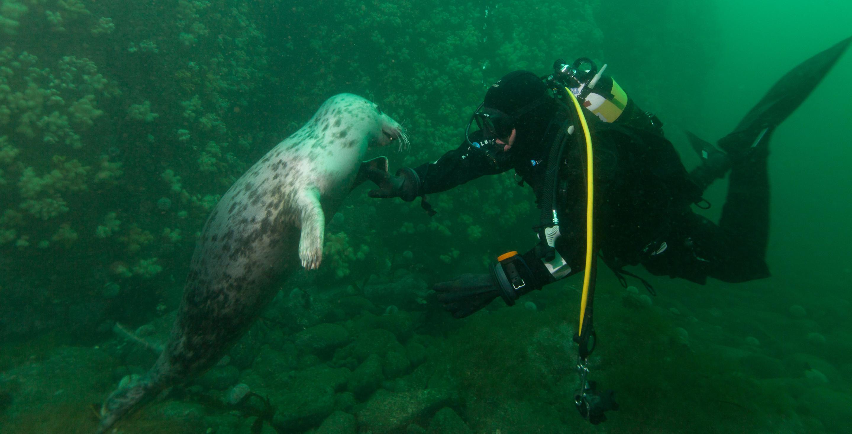 Plongée aux iles de Farne avec les phoques - Angleterre - Zone protégée depuis 1945, les îles de Farnes abritent une colonie particulièrement importante de phoques (Phoca vitulina)