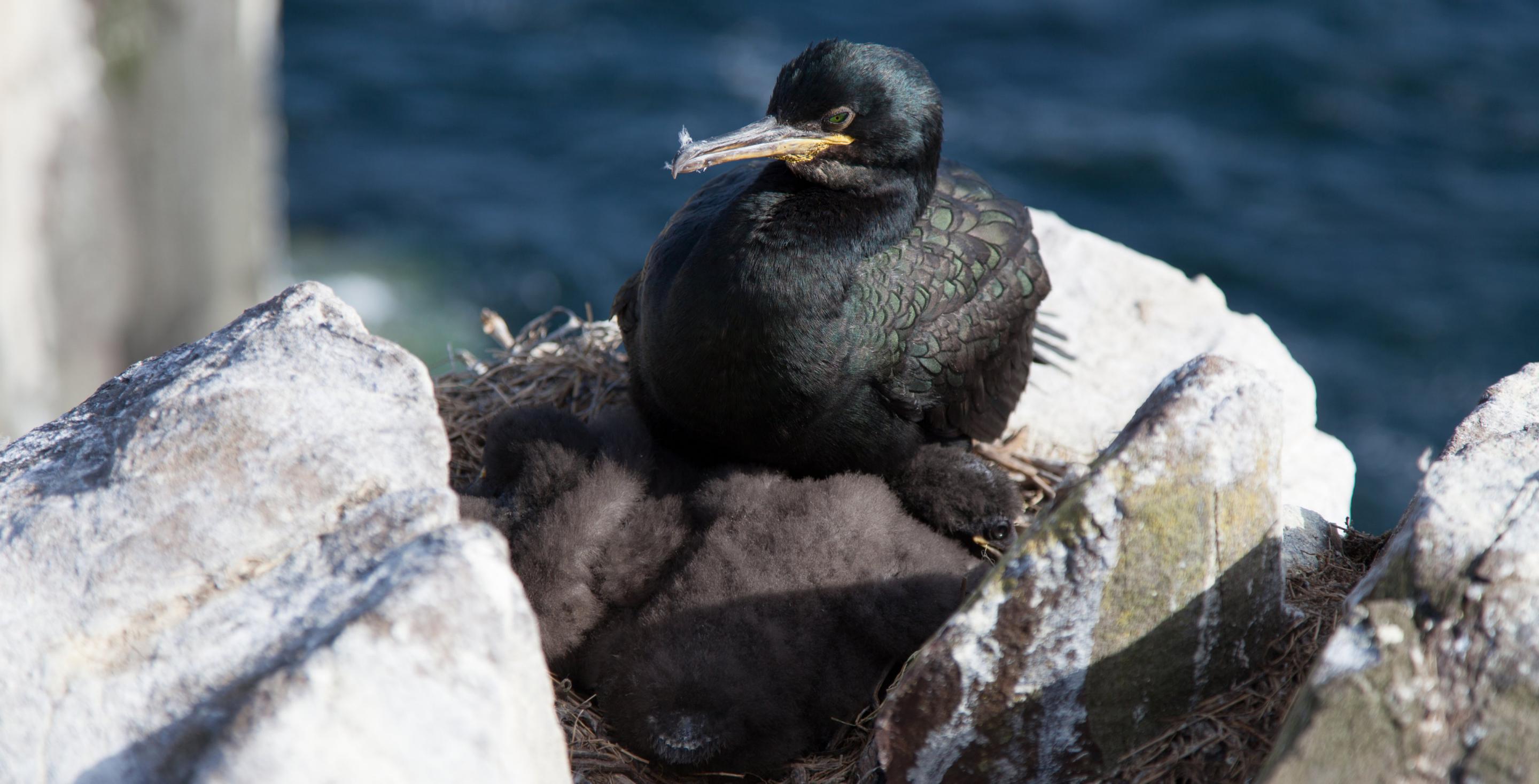 Les oiseaux sont nombreux aux iles de Farne qui est une zone protégée depuis 1945. Grand Cormoran (Phalacrocorax carbo) ou Cormoran commun - Angleterre