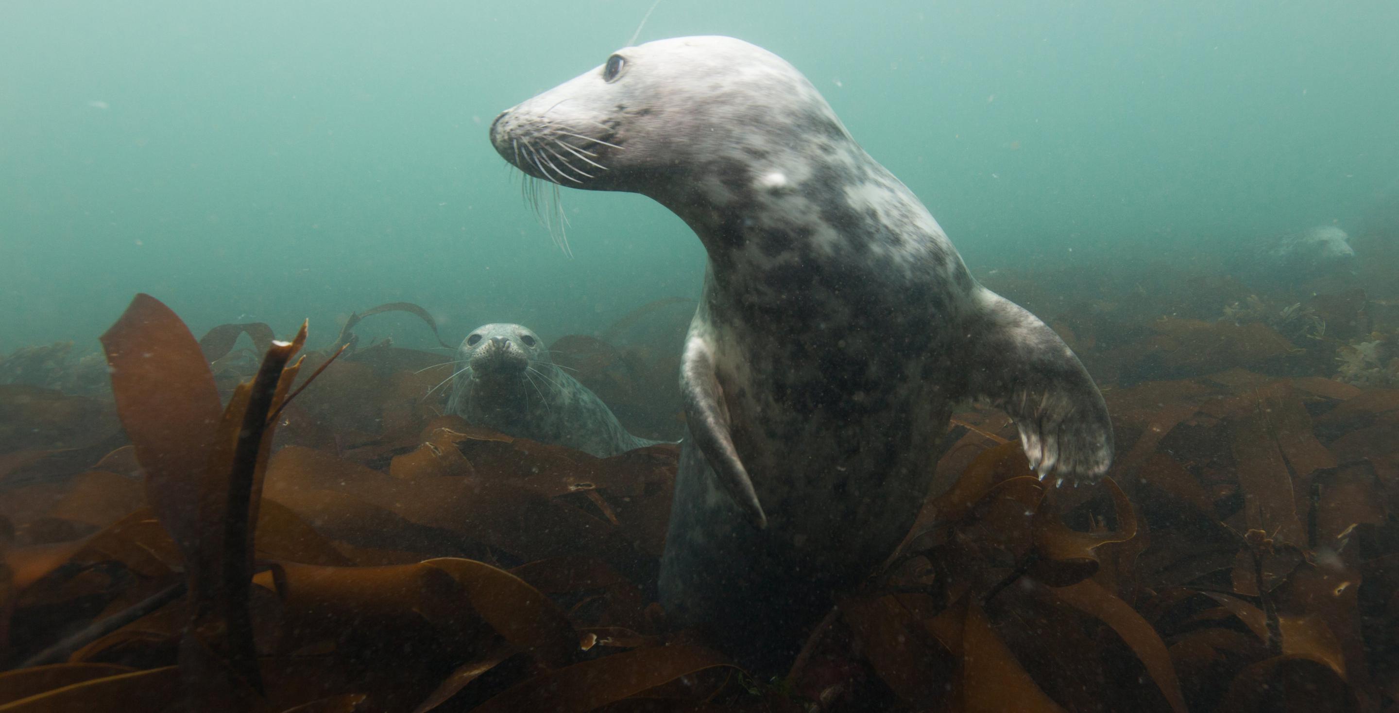 Zone protégée depuis 1945, les îles de Farnes abritent une colonie particulièrement importante de phoques (Phoca vitulina) - Plongée aux iles de Farne avec les phoques - Angleterre