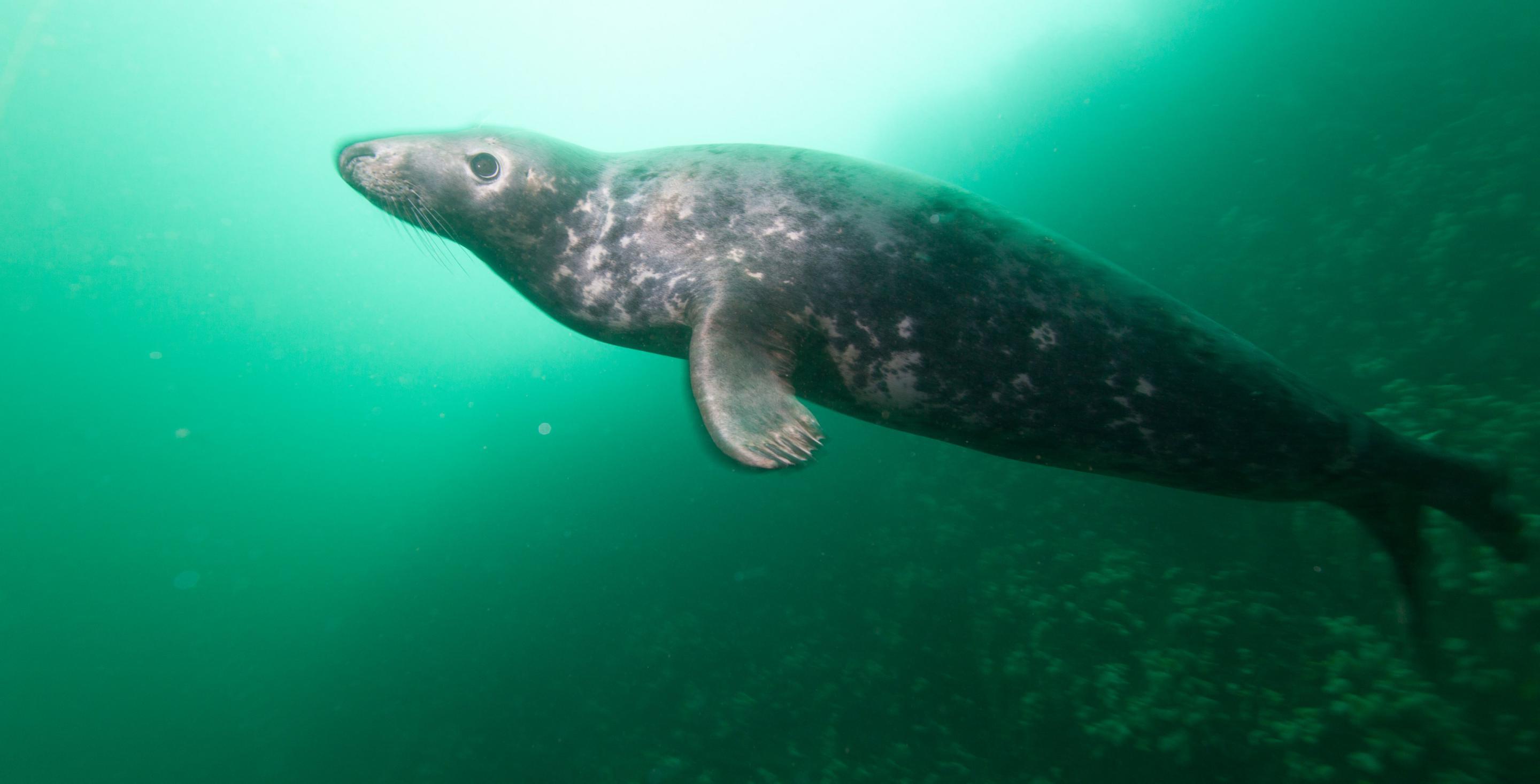 Zone protégée depuis 1945, les îles de Farnes abritent une colonie particulièrement importante de phoques (Phoca vitulina) - Plongée aux iles de Farne avec les phoques - Angleterre