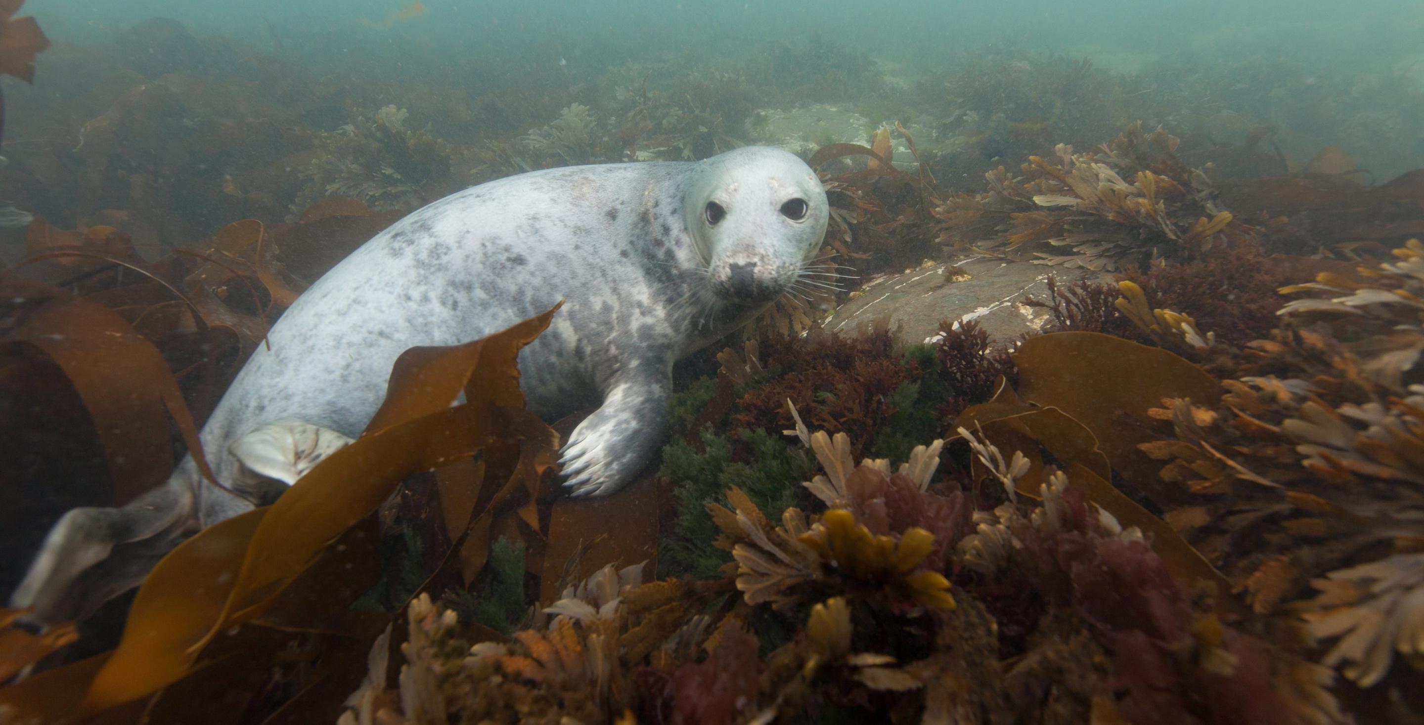 Plongée aux iles de Farne avec les phoques - Angleterre - Les îles de Farnes sont une zone protégée depuis 1945 et abritent une colonie particulièrement importante de phoques (Phoca vitulina)