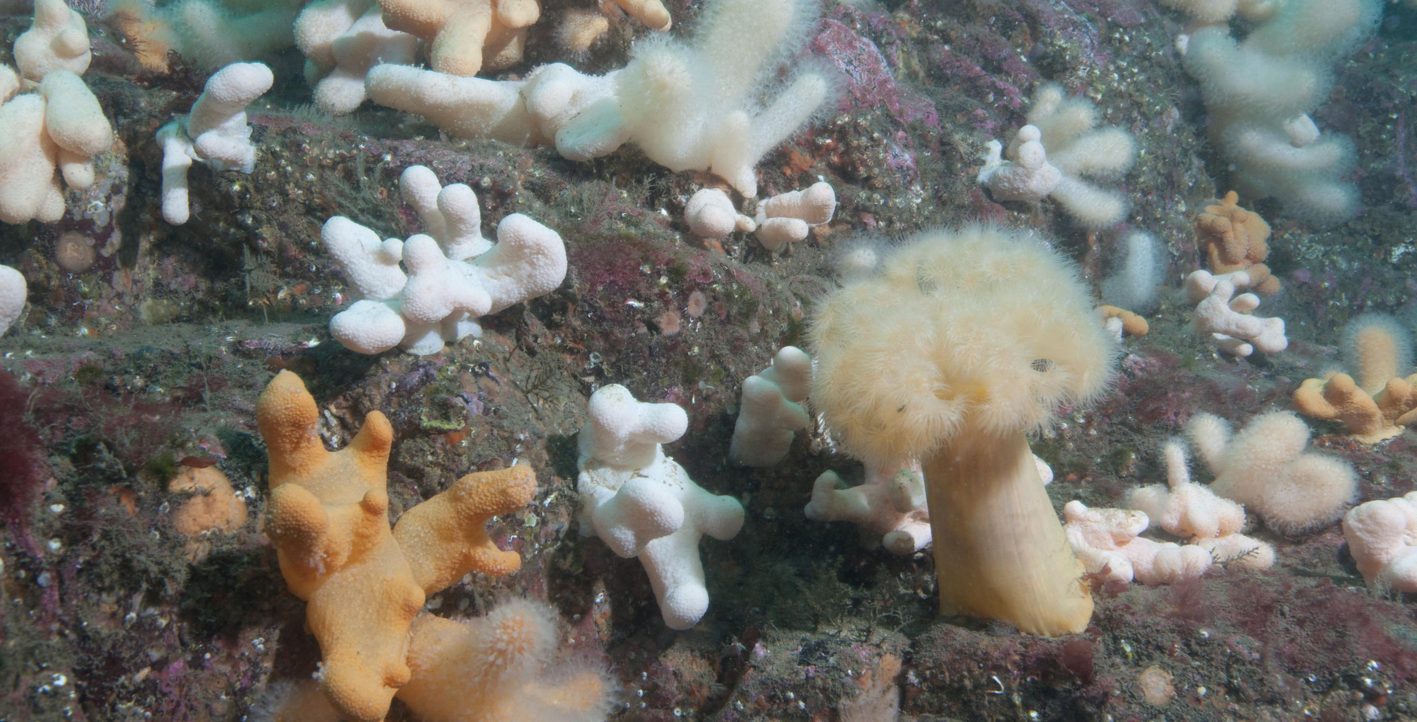 La plongée en eau froide est particulièrement colorée - Plongée aux iles de Farne - Angleterre