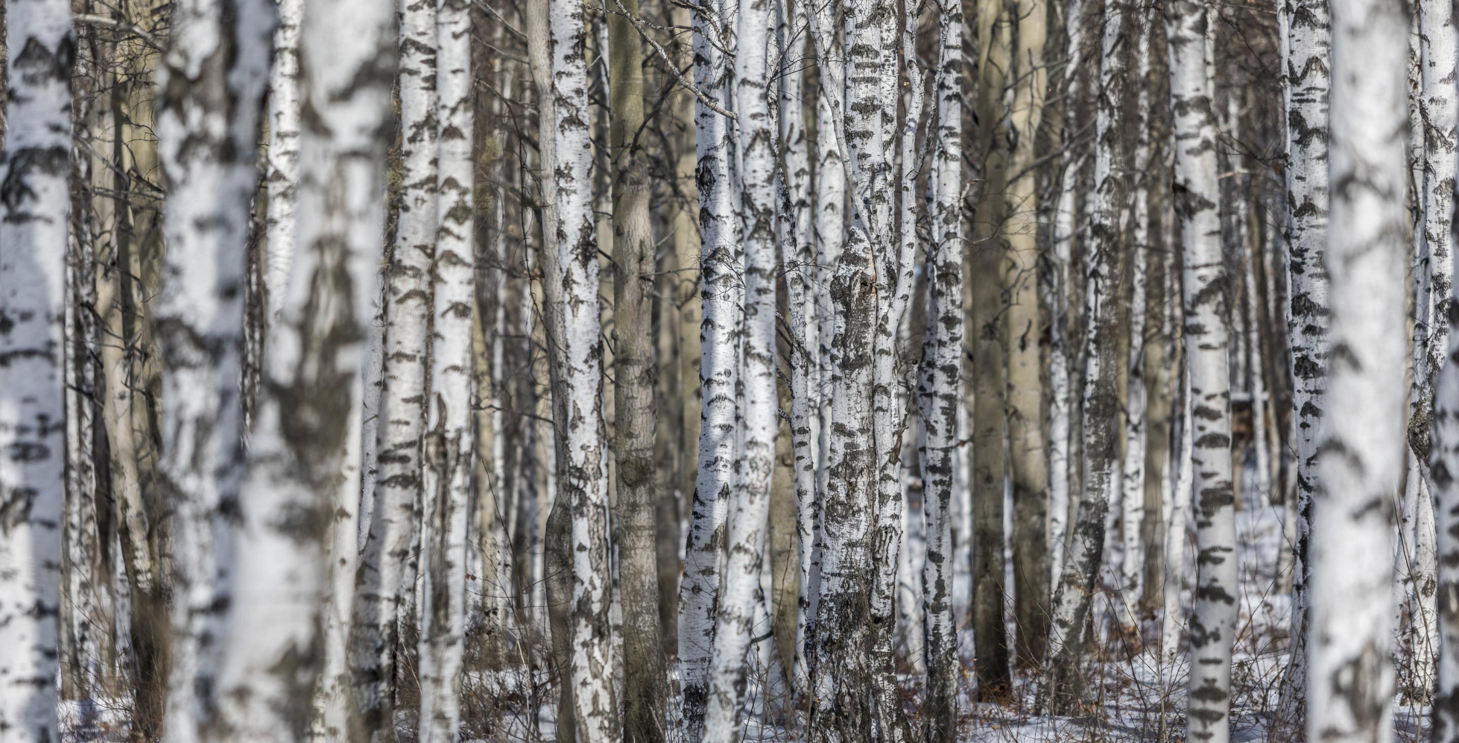 Les forêts de boulots sont magnifiques dans cette région du lac Baïkal - Sibérie - Russie