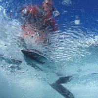 La tronçonneuse en action pour préparer la plongée sous glace au lac Sainte Anne au-dessus de Ceillac dans le Queyras, à 2409 mètres -Hautes-Alpes – France