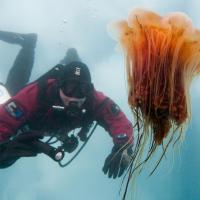 La méduse à crinière de lion est fascinante par ces couleurs et sa 
