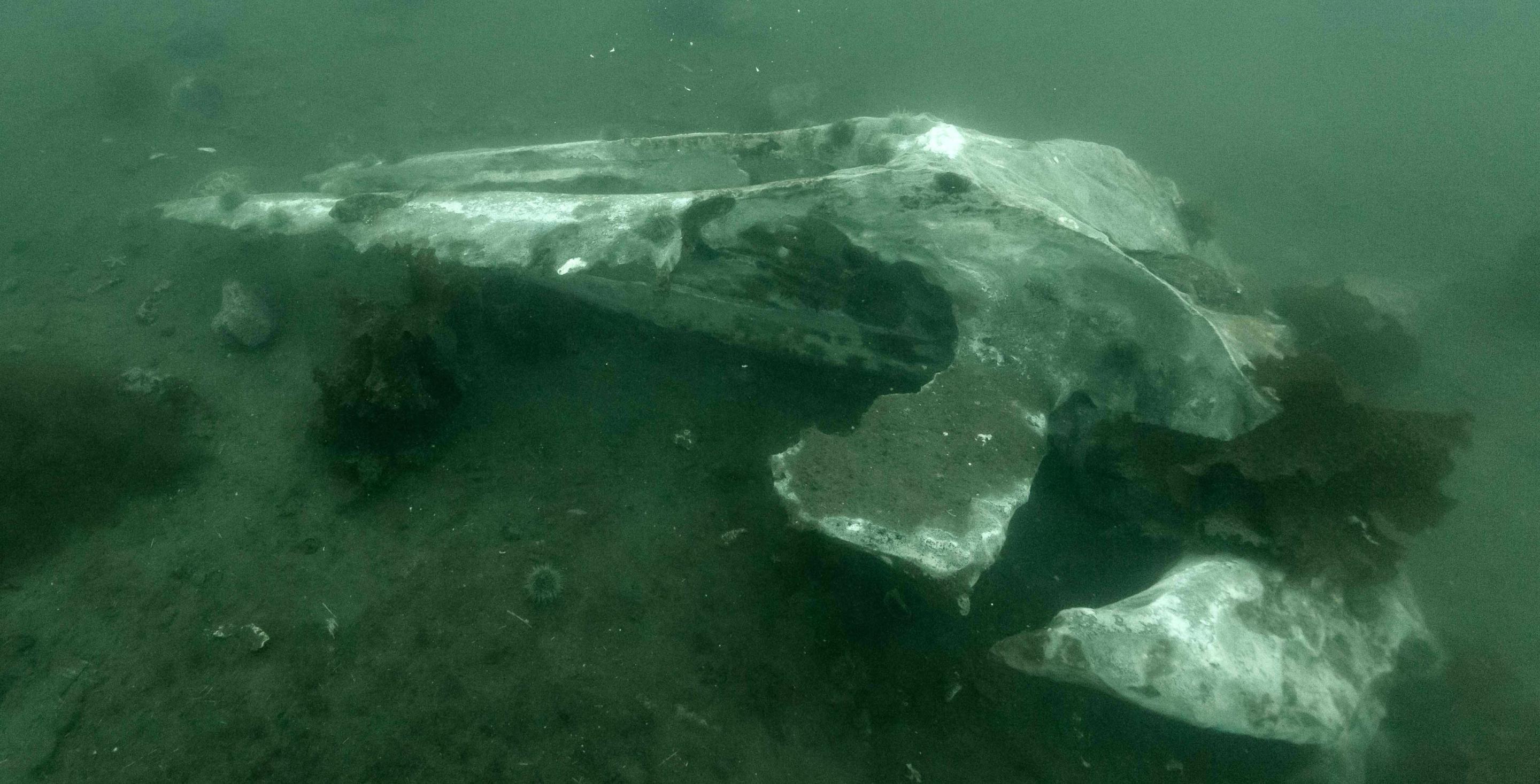 Cimetière de baleine - Terre neuve – Canada