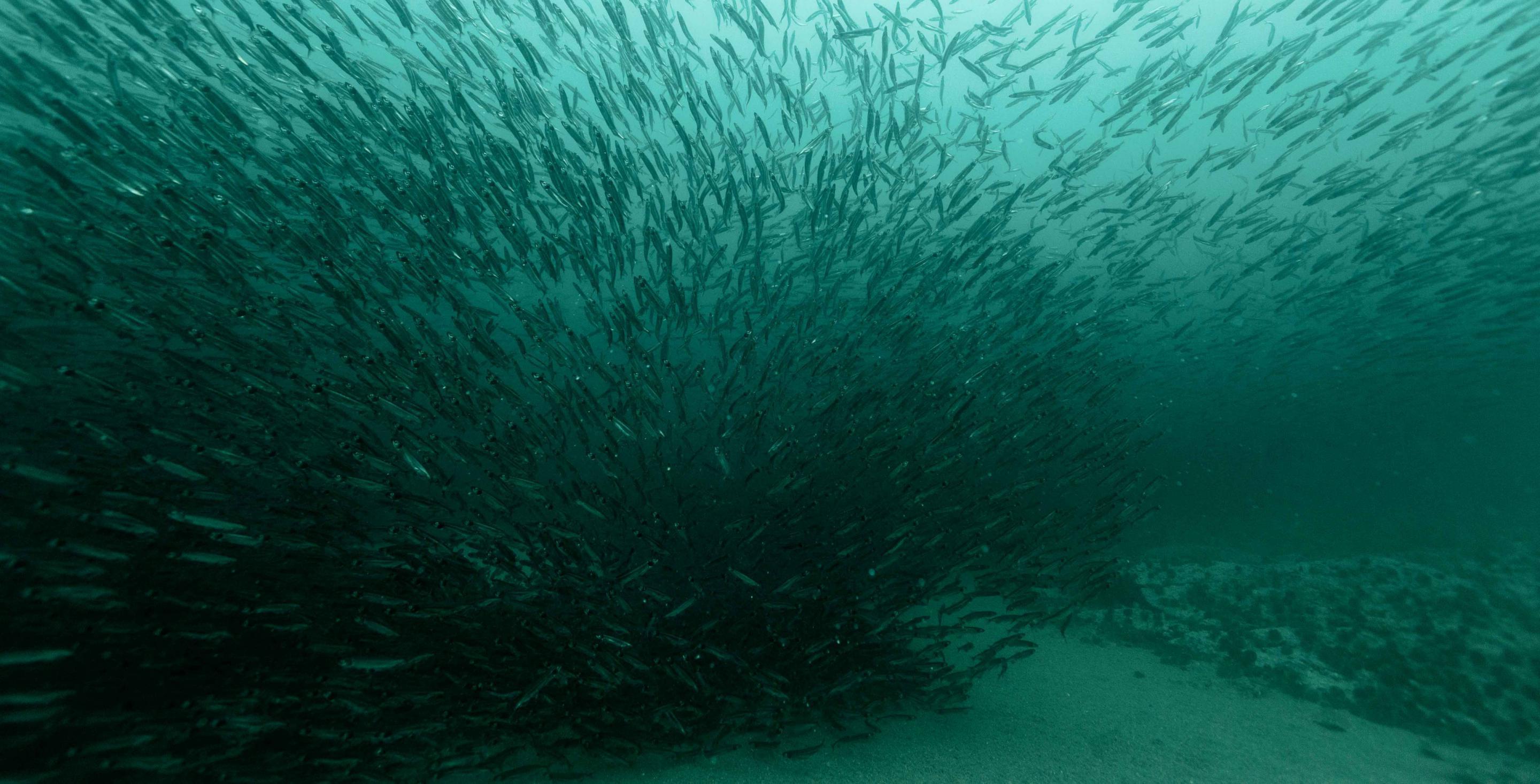 Capelan - Mallotus villosus – Les poissons nourrissent les baleines et les animaux du nord - Terre neuve – Canada