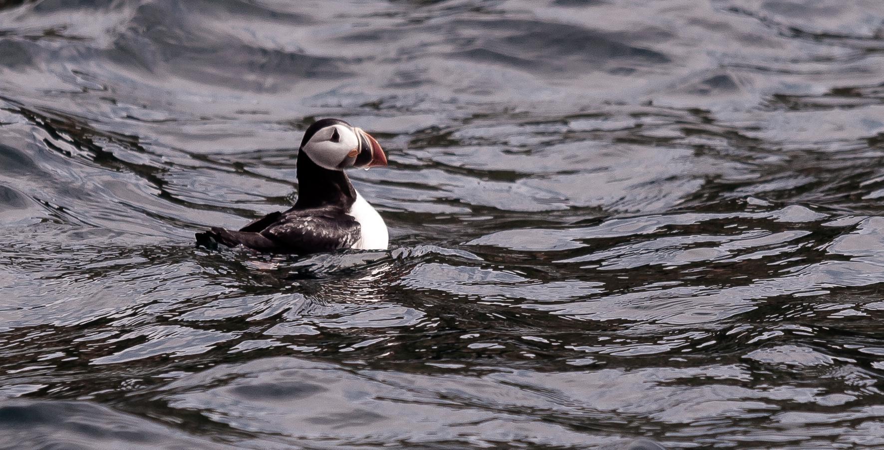 Macareux moine - Fratercula arctica - Ile de Baccalieu - Terre Neuve – Canada