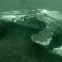 Cimetière de baleine - Terre neuve - Canada