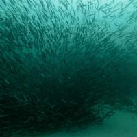 Capelan - Mallotus villosus – Les poissons nourrissent les baleines et les animaux du nord - Terre neuve - Canada