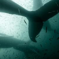 Les baleines remontent les côtes des états Unis en se nourrissant de capelans - Terre Neuve - Canada