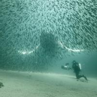 Les baleines remontent les côtes des états Unis en se nourrissant de capelans - Terre Neuve - Canadacapelans