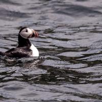 Macareux moine - Fratercula arctica - Ile de Baccalieu - Terre Neuve - Canada