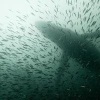 Les baleines à bosse remontent les côtes des états Unis en se nourrissant de capelans - Terre Neuve - Canada