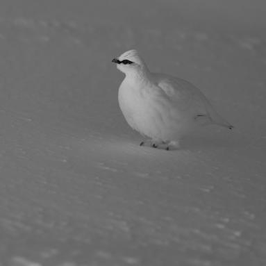 Lagopède alpin (Lagopus muta) dans la région de Myvatn – Islande