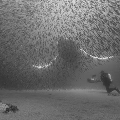 Baleine à bosse à Terre Neuve – Canada