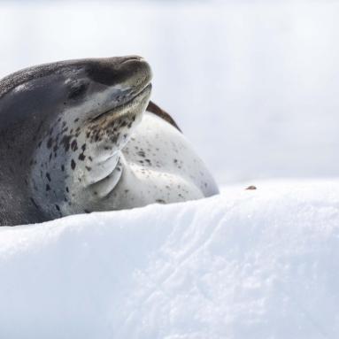 Léopard de mer sur la glace - Péninsule Antarctique