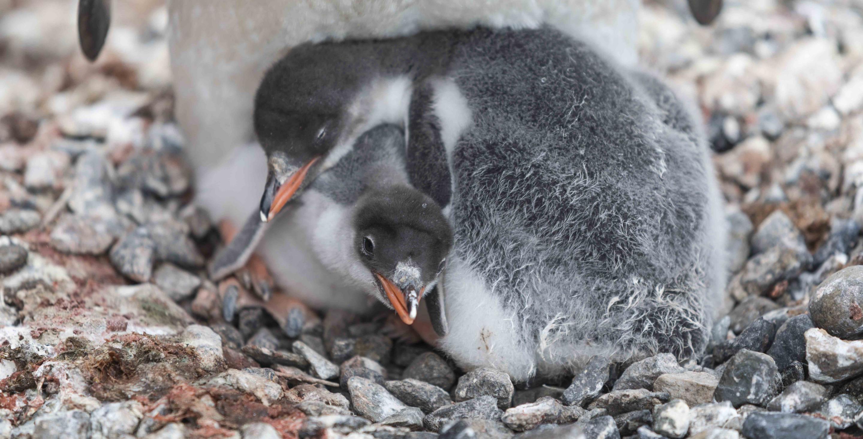 Manchots papous - Pygoscelis papua - Péninsule Antarctique