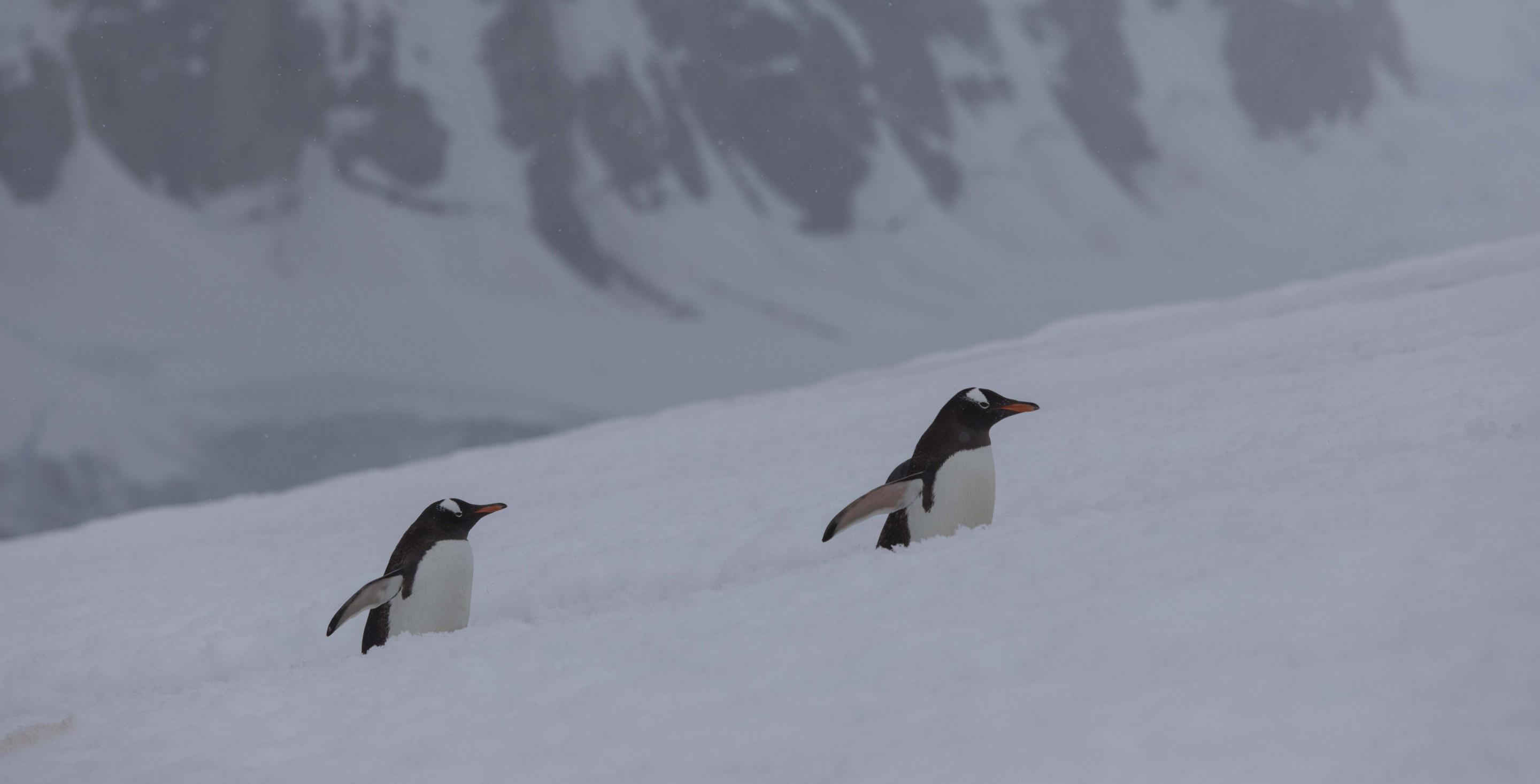 Manchots papous - Pygoscelis papua - Péninsule Antarctique