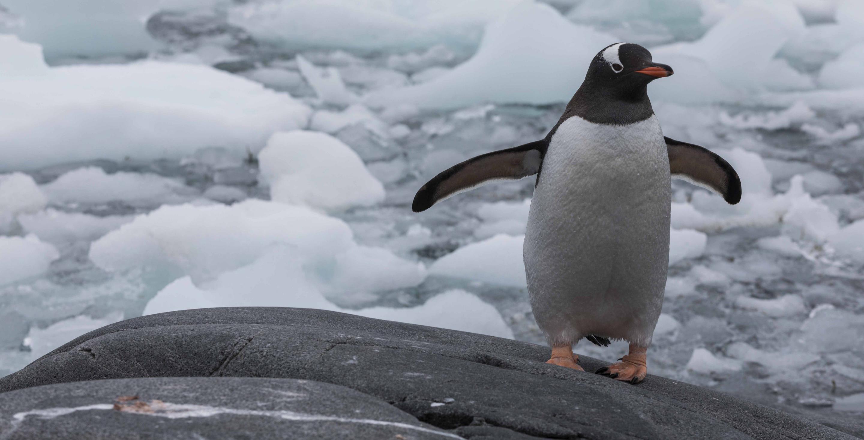 Manchots papous - Pygoscelis papua - Péninsule Antarctique