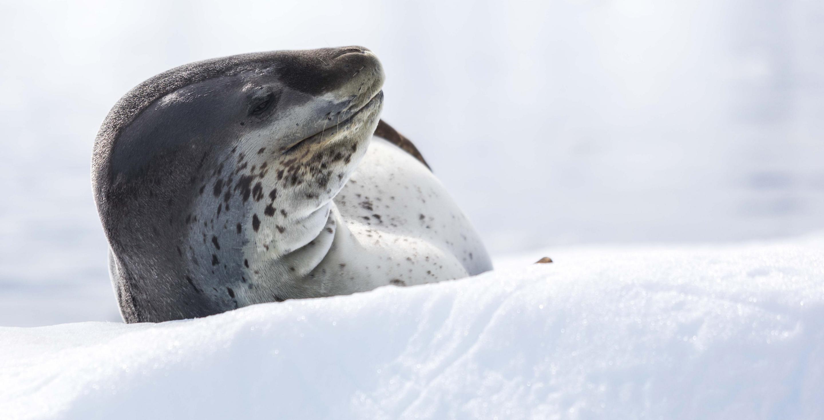 léopard de mer (hydrurga leptonyx) - Péninsule Antarctique